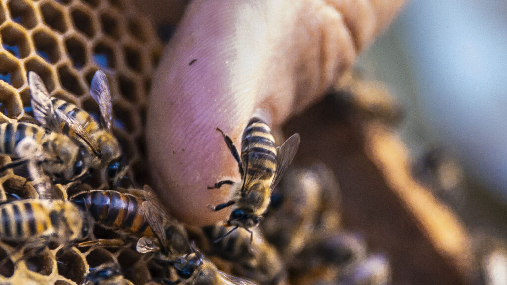 Punture d'api: cosa fare
